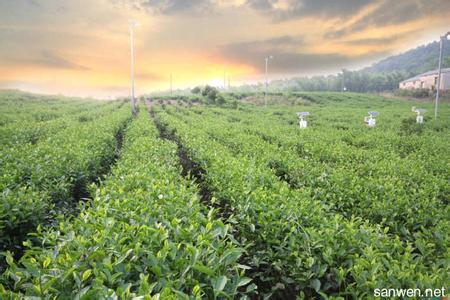 泰山茶基本概况 梅占茶的基本概况