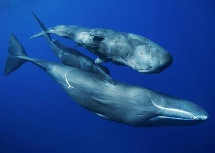 鲸鱼不是鱼 鲸不是鱼的原因