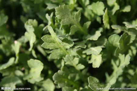 绿色植物是食物之源 初一上册生物绿色植物是食物之源测试试题