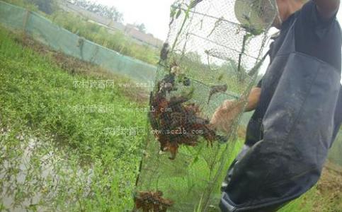 小龙虾饲养方法 如何饲养小龙虾_饲养小龙虾的方法