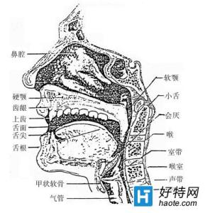 歌唱发声基础知识与发声练习