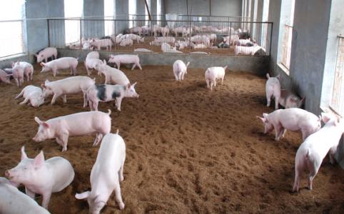 国家 瘦肉型猪饲养标准 瘦肉型猪饲养标准