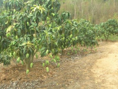 海南芒果种植技术 海南芒果种植技术是什么