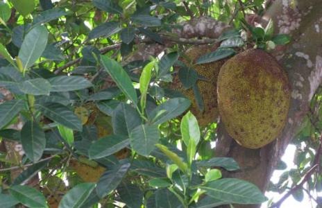 榴莲种子怎么种植图解 榴莲种子种植技术大全