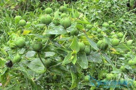 千金子种植 如何种植千金子