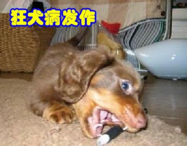 狗患狂犬病症状 狗为什么会患狂犬病 狗患狂犬病的症状