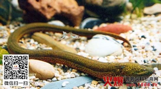 黄鳝养殖常见疾病 黄鳝常见的疾病有哪些