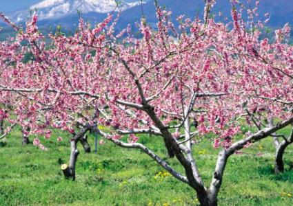 桃树的作用是什么 桃树的主要疾病是什么