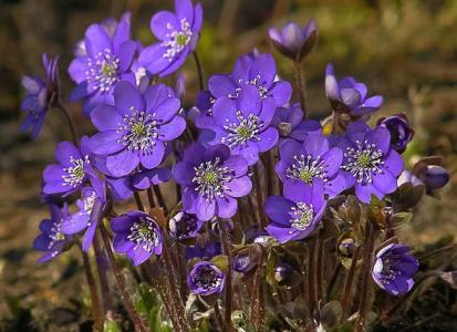 紫罗兰寓意什么意思 紫罗兰花语是什么