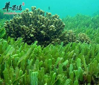 海藻药用价值 海藻的药用价值_海藻的功效作用