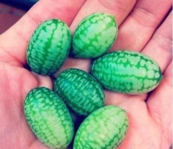 世界最小的西瓜制作 世界最小的西瓜