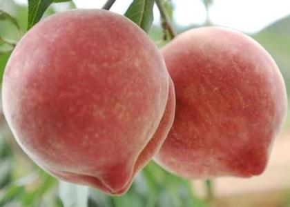 油桃的功效与作用 水蜜桃的功效与作用
