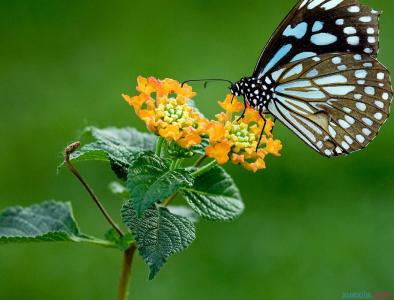 关于蝴蝶的诗句 关于蝴蝶的励志诗句