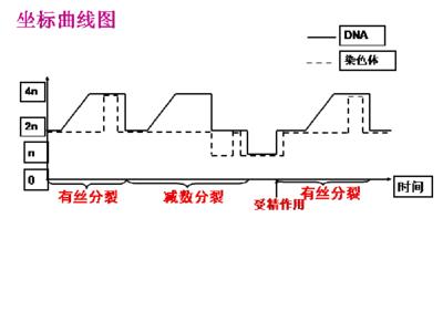 高一生物《减数分裂和受精作用》课堂同步练习