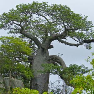 世界上寿命最长的树 世界上最长寿命的树是什么