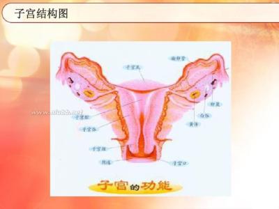 女性保健常识 女性子宫保健常识