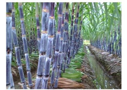 河南甘蔗种植技术 河南甘蔗种植技术是什么