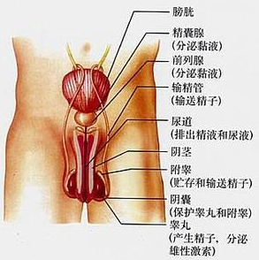 前列腺结石有哪些症状 前列腺结石治疗方法