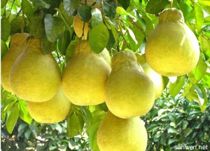 柚子皮的功效与作用 柚子的功效、作用及食疗方法