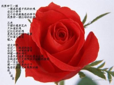 玫瑰花数量的花语 各种玫瑰花的花语