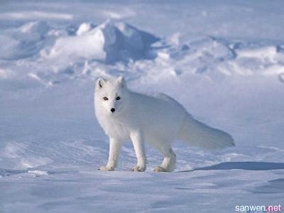 北极狐饲养 如何饲养北极狐