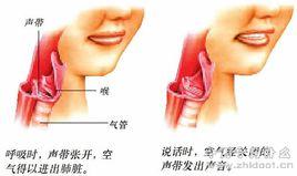 鹦鹉发声 鹦鹉的发声原理