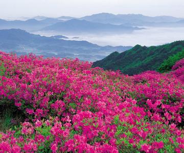 杜鹃花的主要特点 杜鹃花有哪些特点