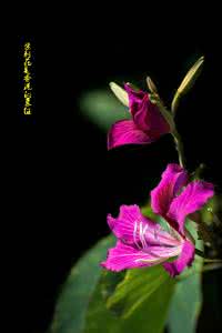 紫荆花的花语 紫荆花的花语及神话传说
