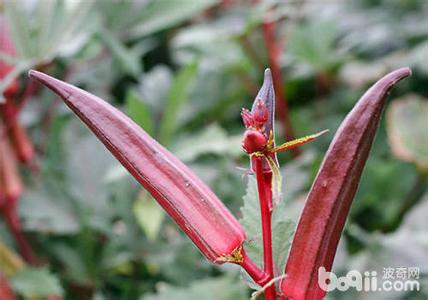 黄秋葵种植技术 红秋葵种植技术是什么