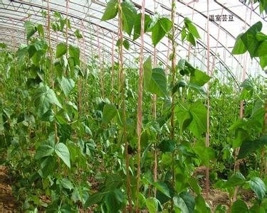 山东大棚芸豆种植技术 大棚芸豆种植