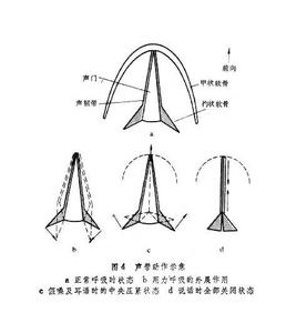 什么是假声 假声有什么特点