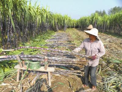 河南大棚甘蔗种植图片 大棚甘蔗种植技术