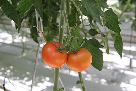 露地西红柿种植技术 西红柿种植技术