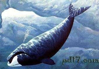 世界上最长的鲸鱼 世界上寿命最长的鲸鱼是什么