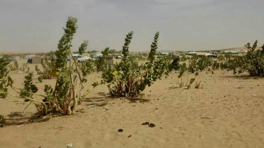 撒哈拉沙漠植物 撒哈拉沙漠死而生植物的启示