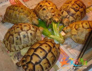 适合新手饲养的宠物龟 宠物龟饲养箱饲养技巧