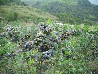 南方蓝莓的种植与管理 黑珍珠蓝莓在南方如何种植