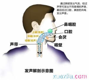 声乐学习中“假声位置真声唱”的技巧