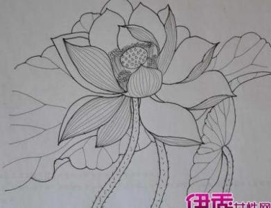 荷花画法 素描铅笔画 荷花的画法_铅笔画图片