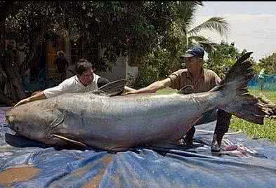 世界上最大的淡水鲨鱼 世界上最长的淡水鱼