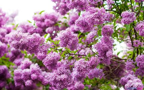 白色丁香花的花语 丁香花的花语是什么