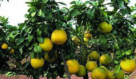 矮晚柚种植市场前景 种植矮晚柚的要点有哪些