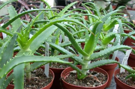 龙爪菊 如何种植龙爪菊