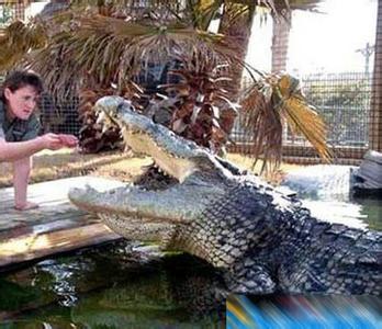 世界最大鳄鱼体长11米 世界最大鳄鱼