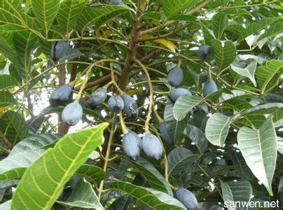 乌榄核 如何种植乌榄