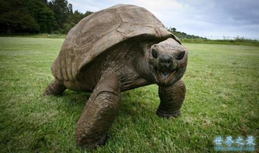 世界上最寿命最长动物 世界上最长寿命的乌龟