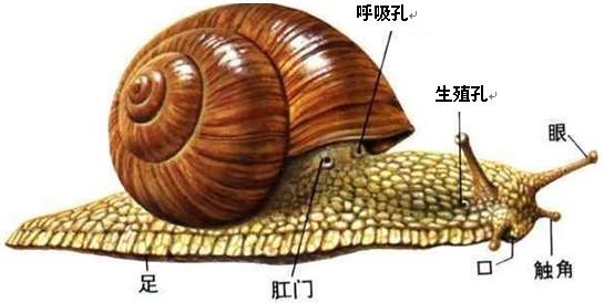 蜗牛生殖 蜗牛怎么养 蜗牛的生殖特性