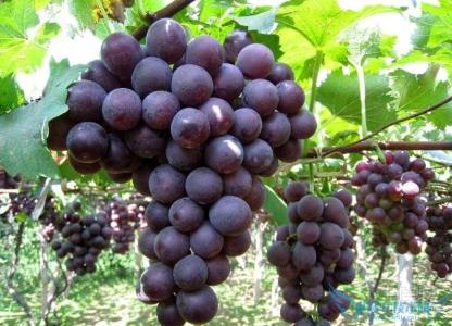 食用葡萄品种 葡萄的食用好处 葡萄的品种