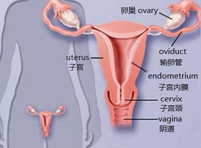 治疗宫颈炎什么表现 宫颈炎怎么形成的 宫颈炎的表现和治疗