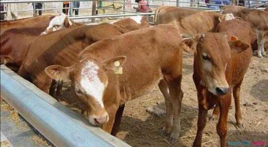 肉牛饲养管理 肉牛的饲养管理的视频